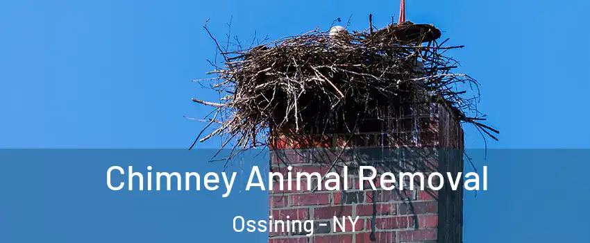 Chimney Animal Removal Ossining - NY