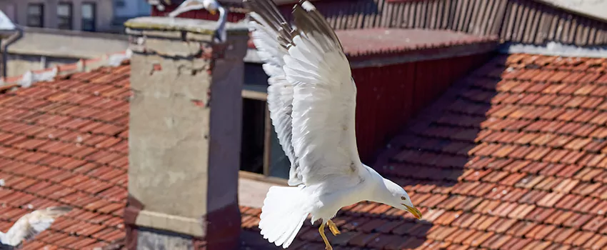 Residential Chimney Animal Removal Solution in Ossining, NY