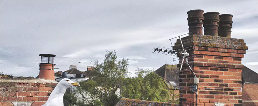 Chimney Cleaning And Restoration in Ossining, New York